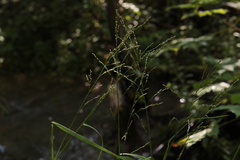 Glyceria nemoralis
