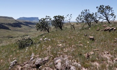 Protea roupelliae roupelliae