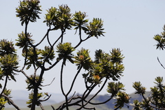 Protea roupelliae roupelliae