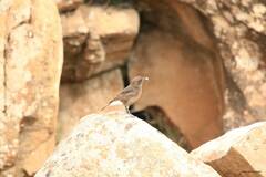 Oenanthe leucura
