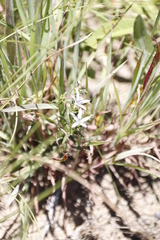 Wahlenbergia huttonii