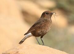 Oenanthe leucura