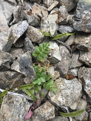 Gingidia montana