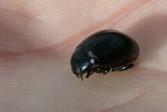 Chrysolina haemoptera