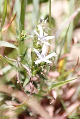 Wahlenbergia huttonii