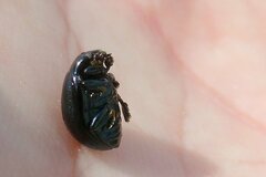 Chrysolina haemoptera