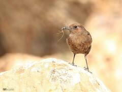 Oenanthe leucura
