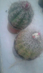 Melocactus