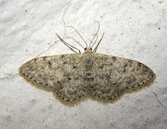 Idaea cervantaria