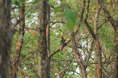 Anthracoceros coronatus