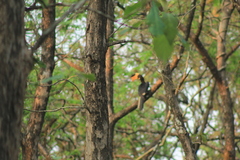 Anthracoceros coronatus