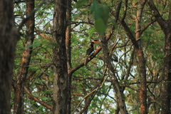 Anthracoceros coronatus