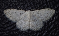 Scopula marginepunctata