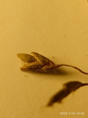 Poa breviglumis