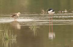 Calidris pugnax