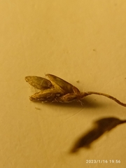 Poa breviglumis