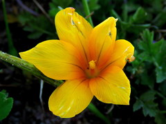 Romulea saldanhensis