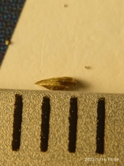 Poa breviglumis