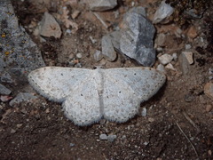 Scopula marginepunctata