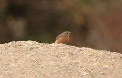 Phoenicurus moussieri