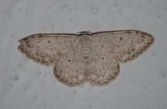 Scopula marginepunctata