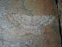 Scopula marginepunctata