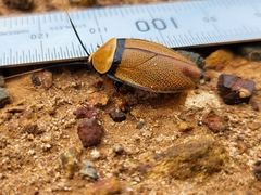 Ellipsidion humerale