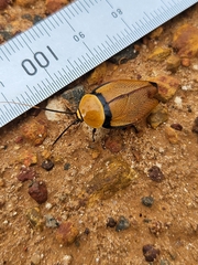 Ellipsidion humerale