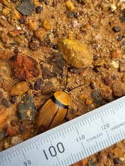 Ellipsidion humerale