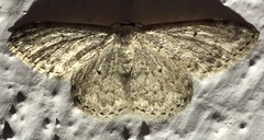 Idaea cervantaria