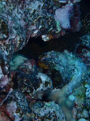 Gymnothorax flavimarginatus