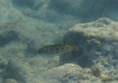 Thalassoma trilobatum