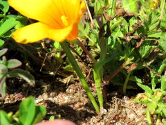 Romulea saldanhensis