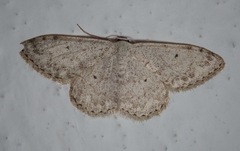 Scopula marginepunctata