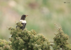 Turdus torquatus