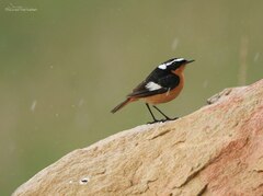 Phoenicurus moussieri