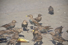 Sturnus vulgaris