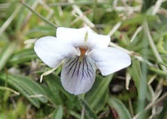 Viola arborescens