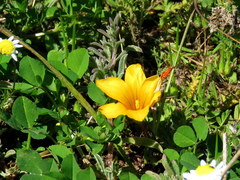 Romulea saldanhensis