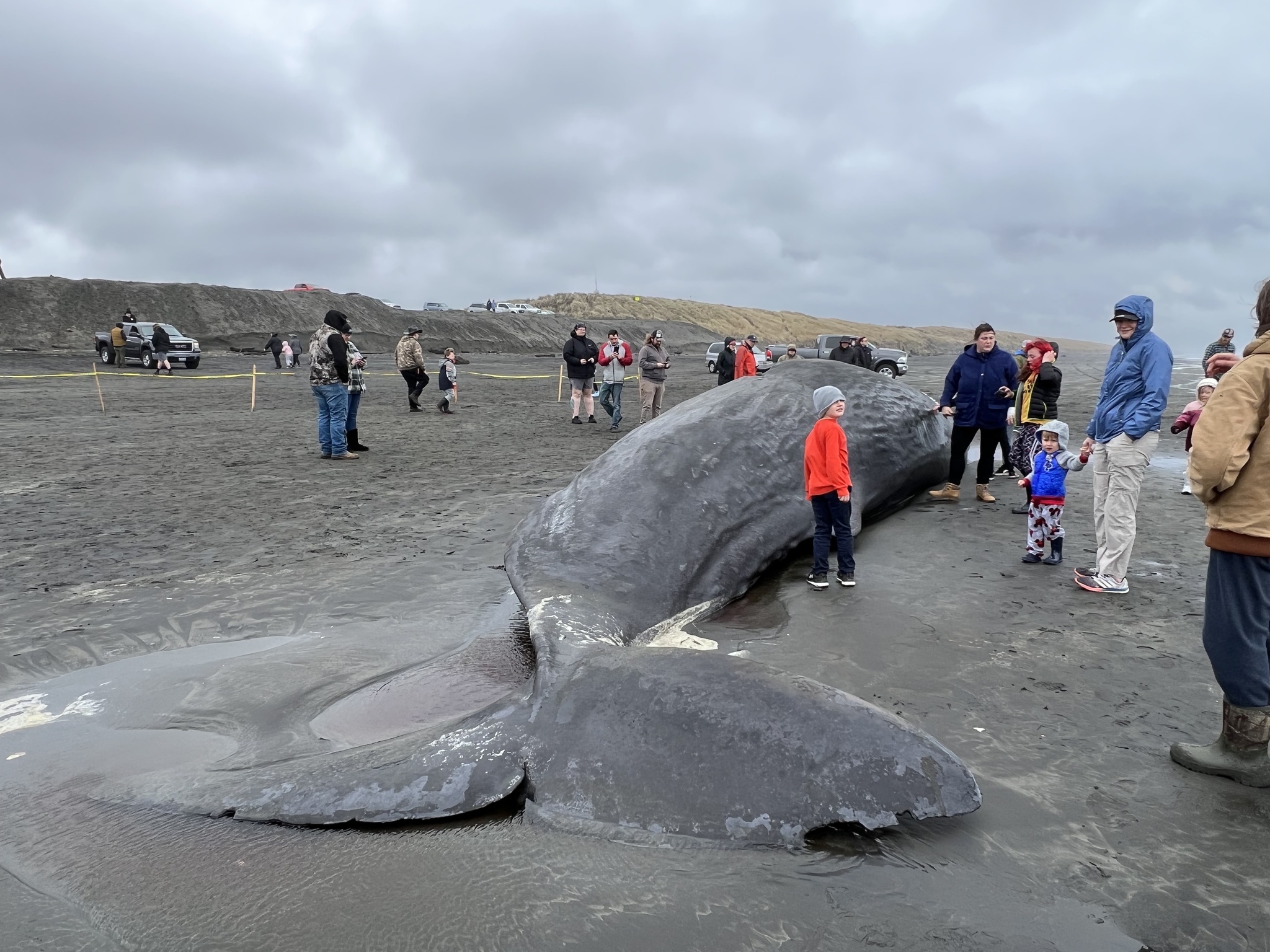 Physeter macrocephalus Linnaeus, 1758