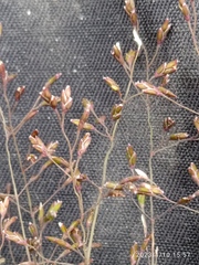 Poa breviglumis