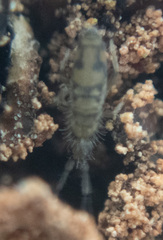 Entomobrya nivalis