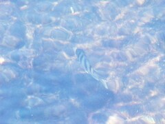 Abudefduf abdominalis × vaigiensis