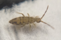Entomobrya nivalis