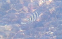 Abudefduf abdominalis × vaigiensis