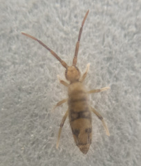 Entomobrya nivalis