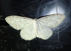 Scopula marginepunctata