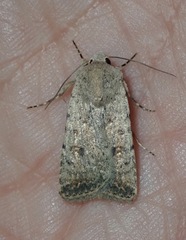 Caradrina clavipalpis