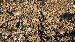 Calidris ptilocnemis