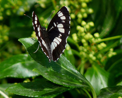 Neptis rivularis